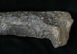 Allosaurus Metatarsal (Toe) Bone - With Stand #15321-3